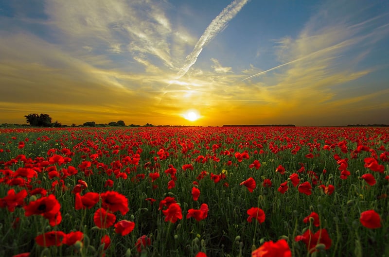 World Wars